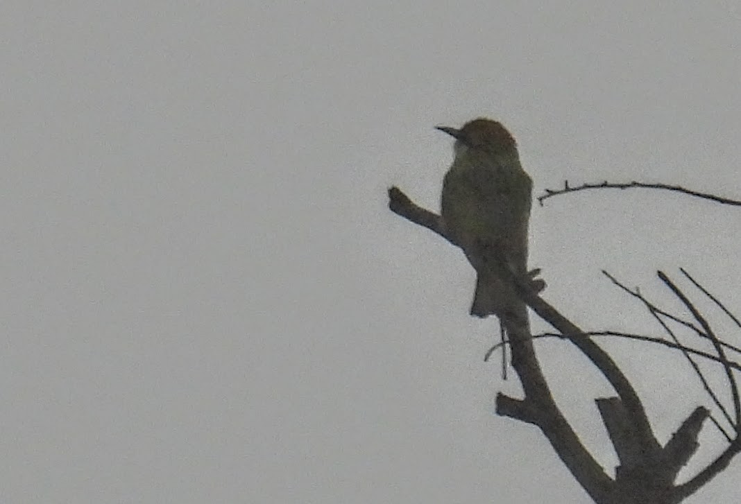 Asian Green Bee-eater - ML644299993