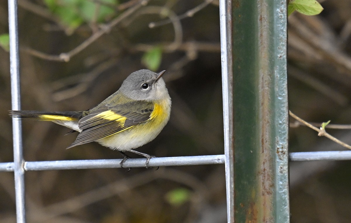 Kızıl Kuyruklu Ötleğen - ML644300001