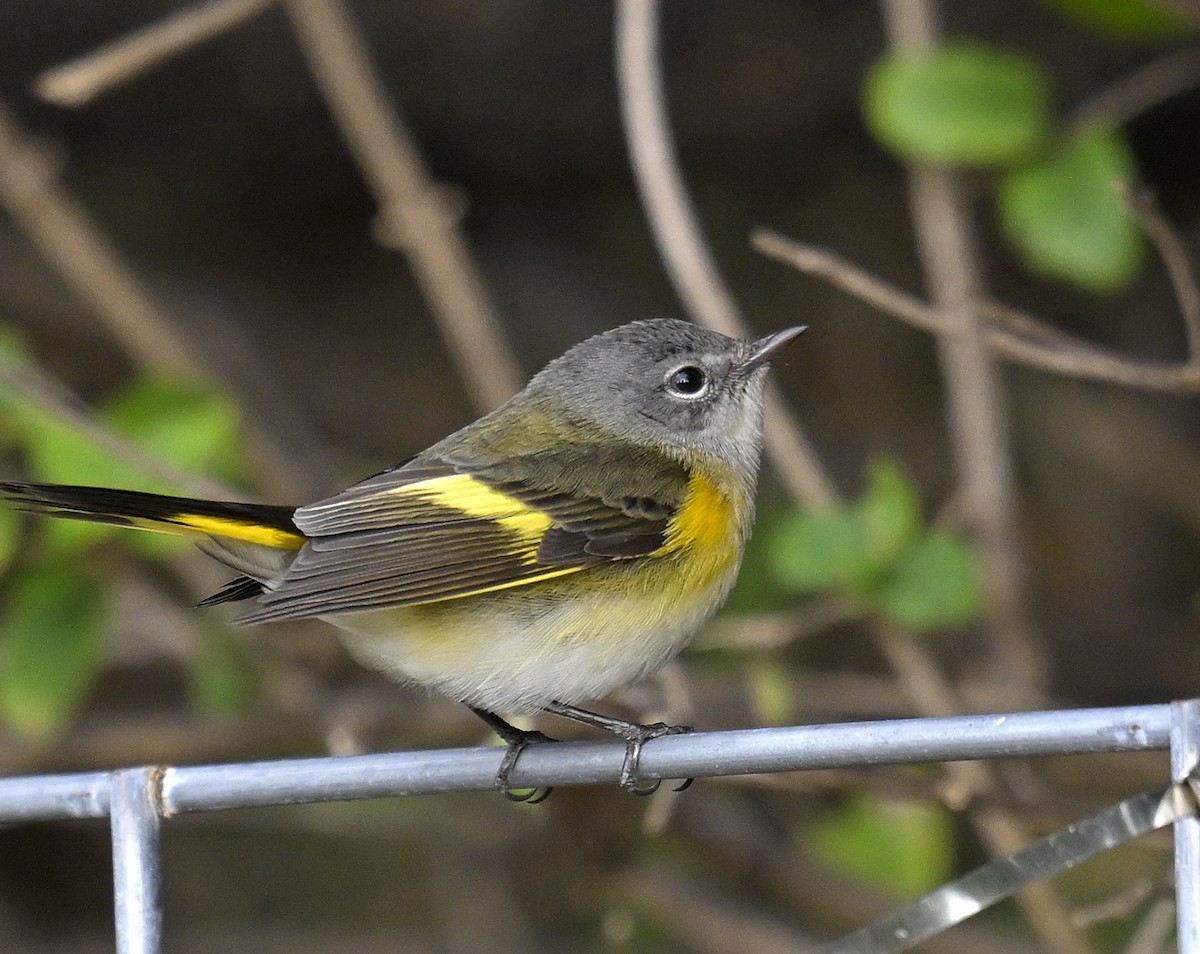 Kızıl Kuyruklu Ötleğen - ML644300002