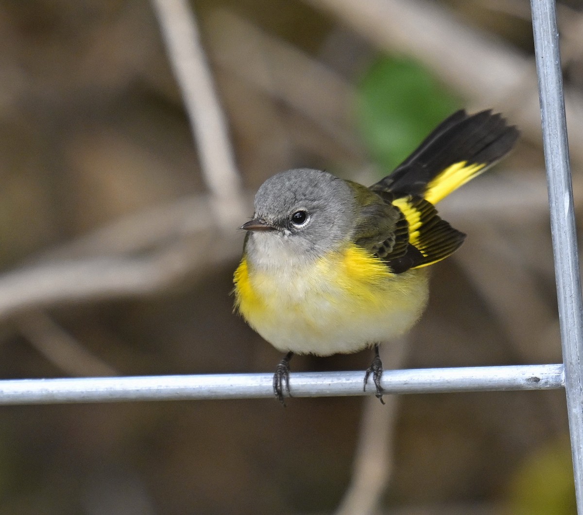 Kızıl Kuyruklu Ötleğen - ML644300010