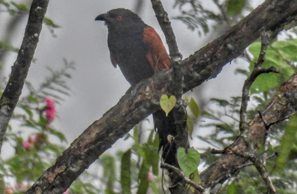 褐翅鴉鵑 - ML644300013