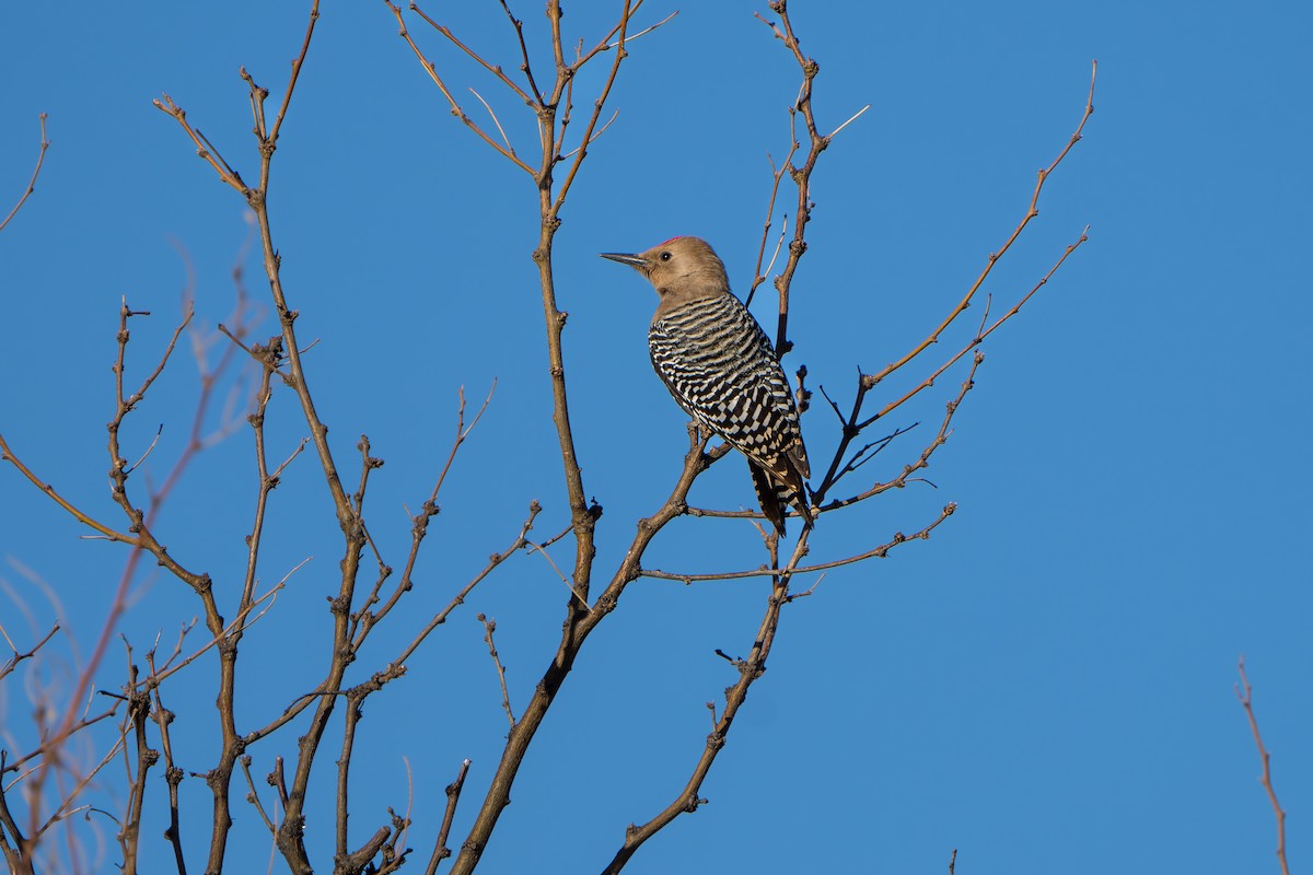 Pic des saguaros - ML644300016