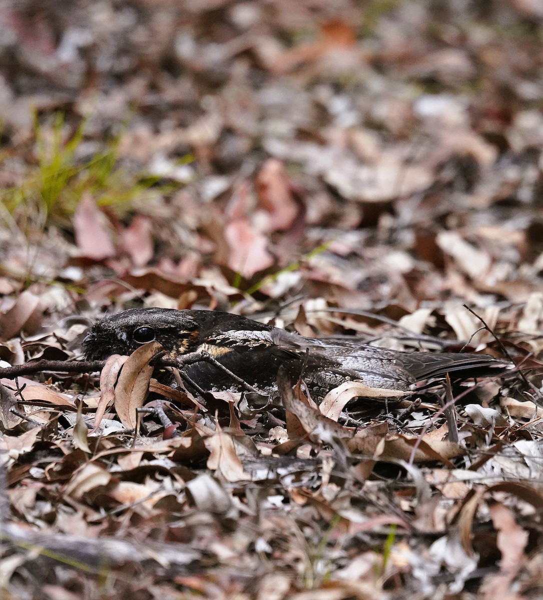 White-throated Nightjar - ML644300017