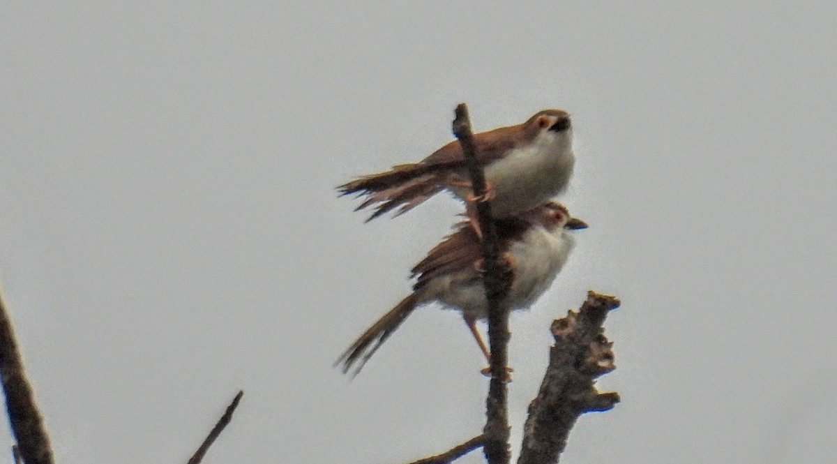 Yellow-eyed Babbler - ML644300029