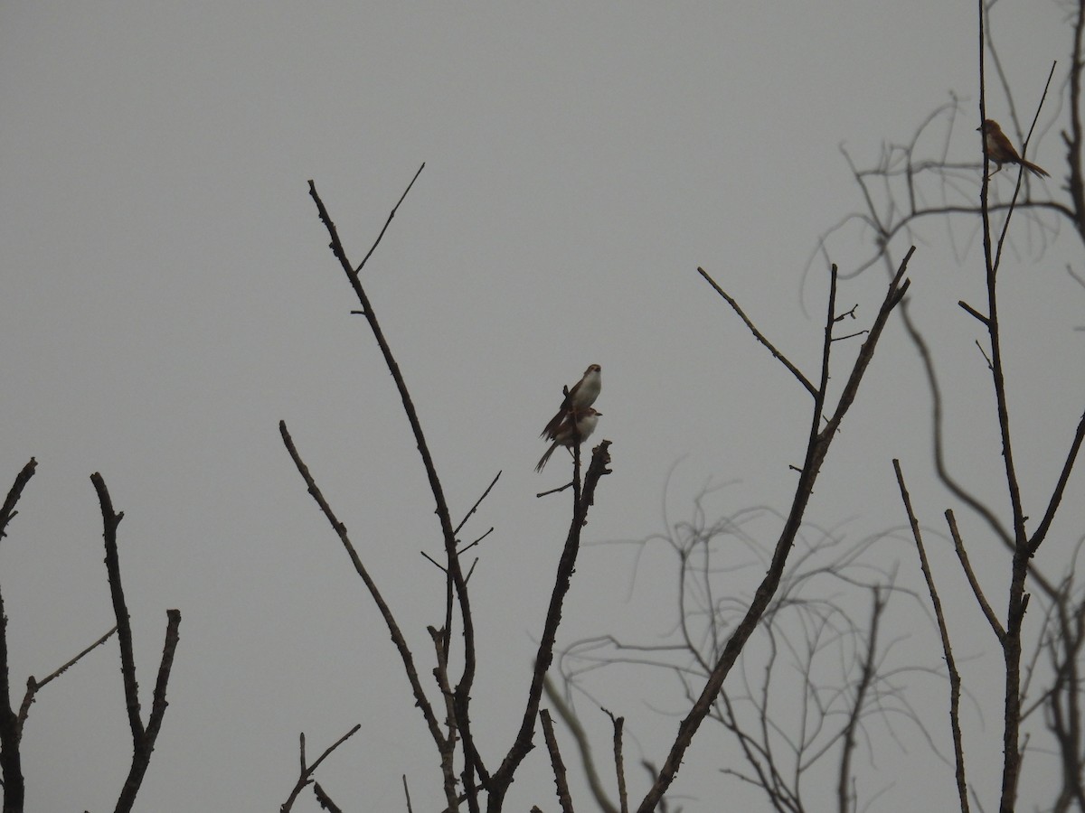 Yellow-eyed Babbler - ML644300030