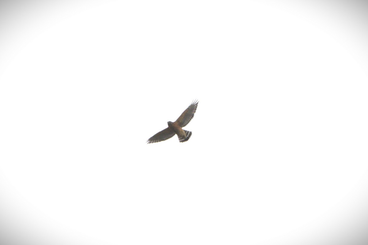 Red-shouldered Hawk - ML644300031