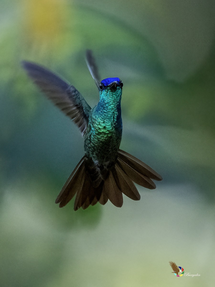 Golden-tailed Sapphire - ML644300038