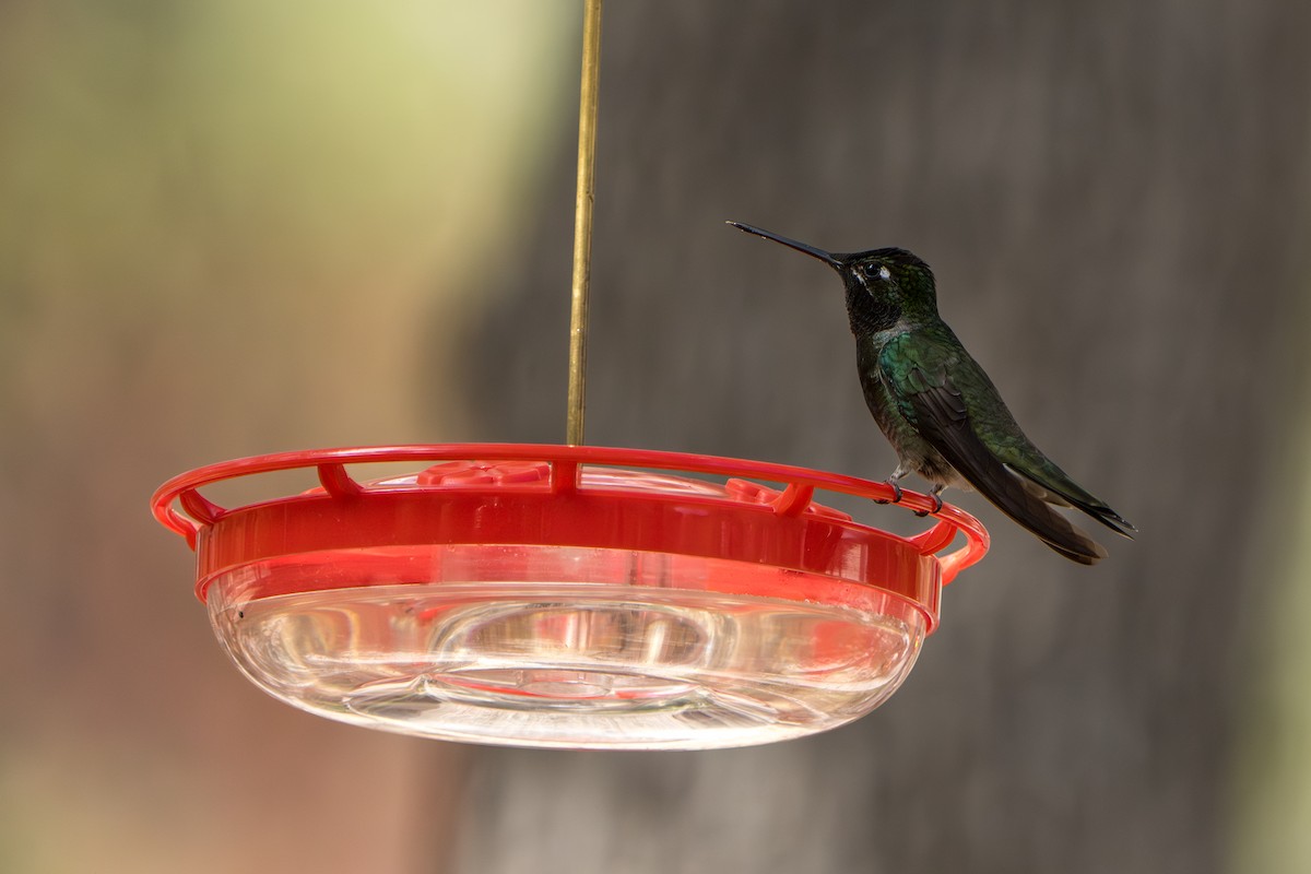 purpurissekolibri - ML644300049