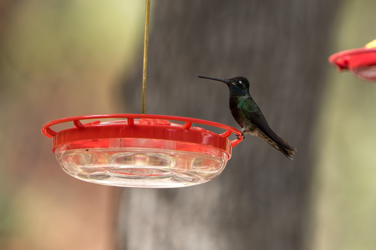 purpurissekolibri - ML644300051