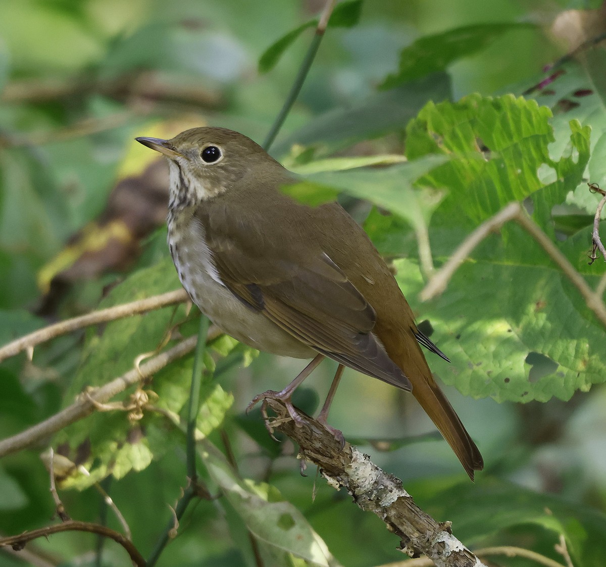 Hermit Thrush - ML644300052