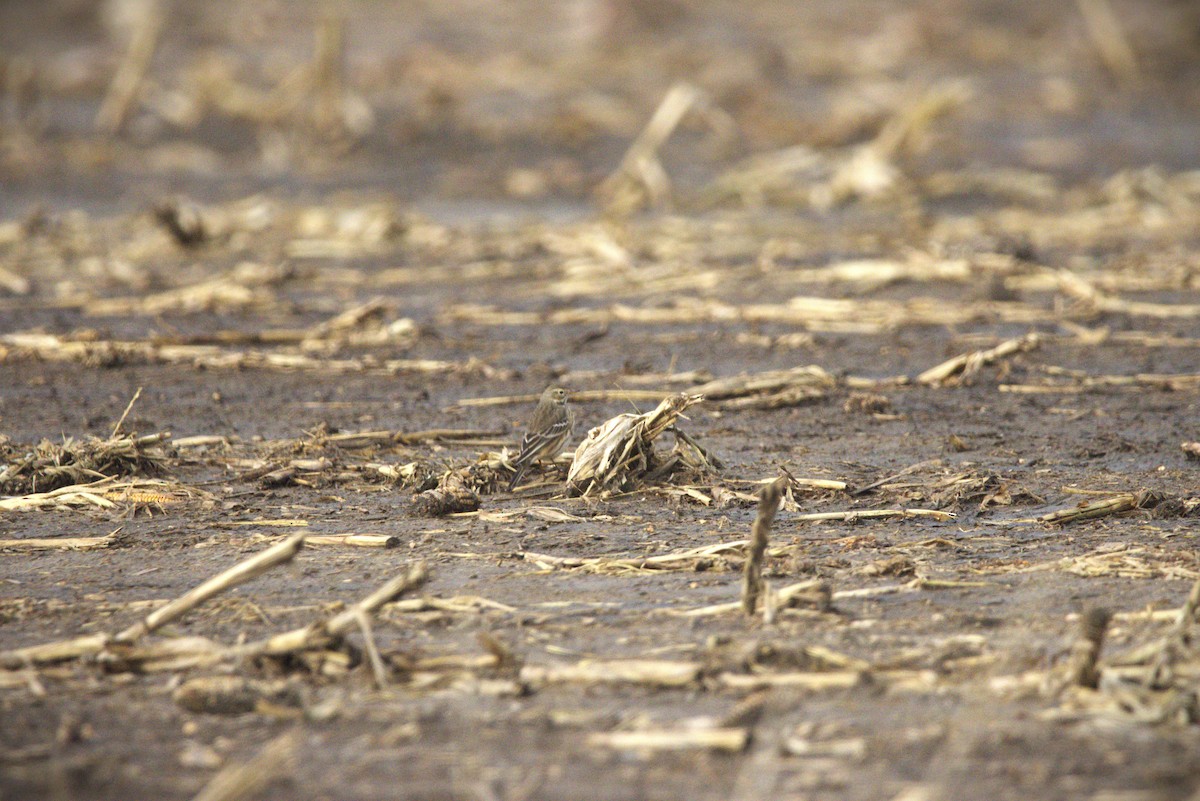 American Pipit - ML644300053