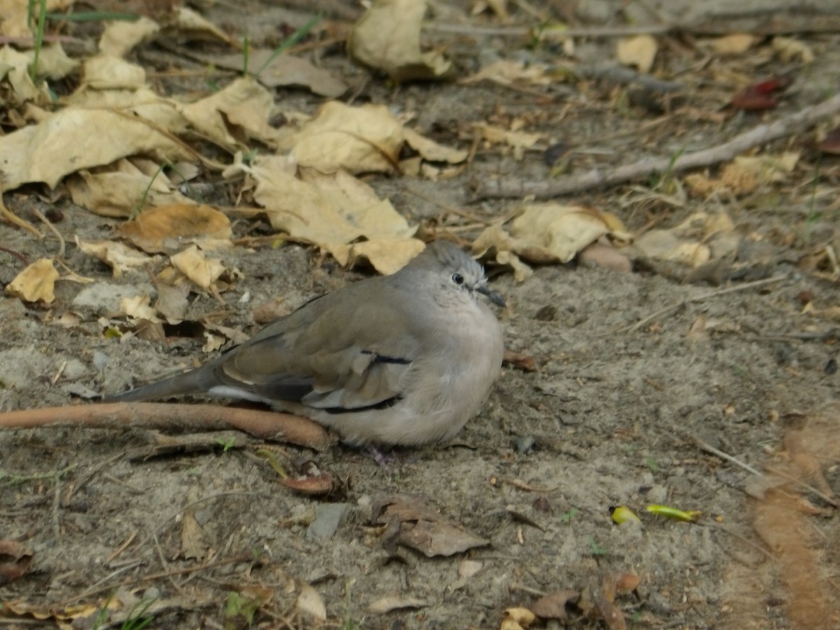 Picuitäubchen - ML644300054