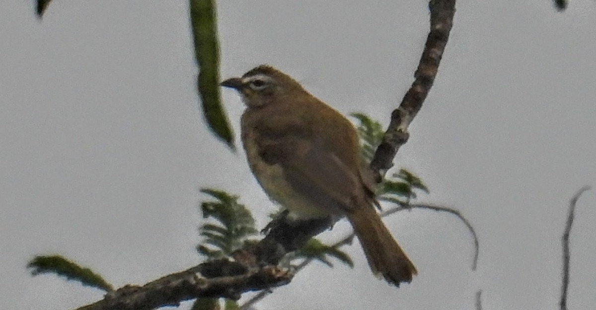 White-browed Bulbul - ML644300055