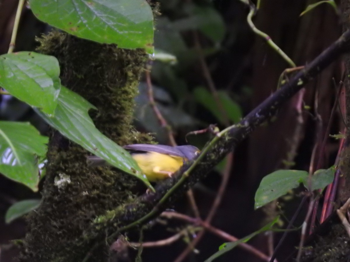 Болотянка строкатовола - ML644300058