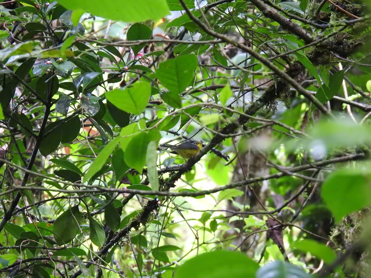 Болотянка строкатовола - ML644300059