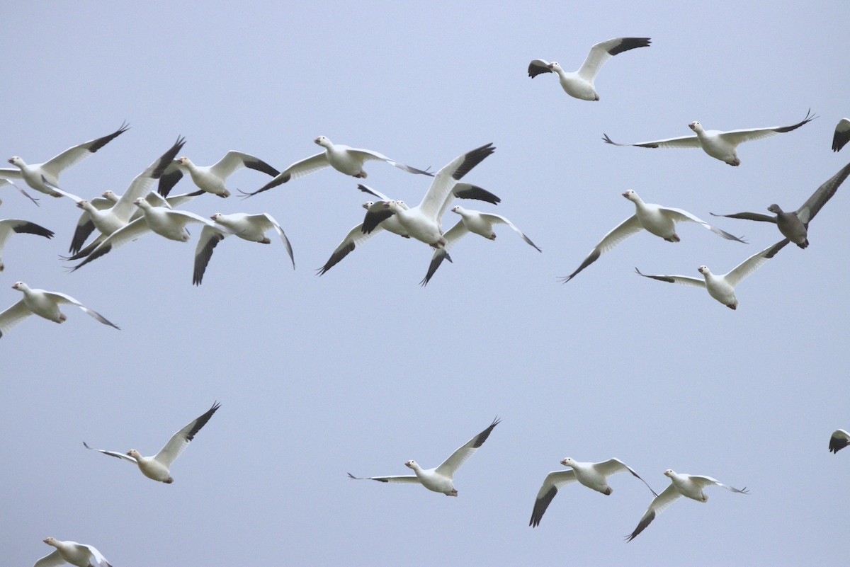 Ross's Goose - ML644300060