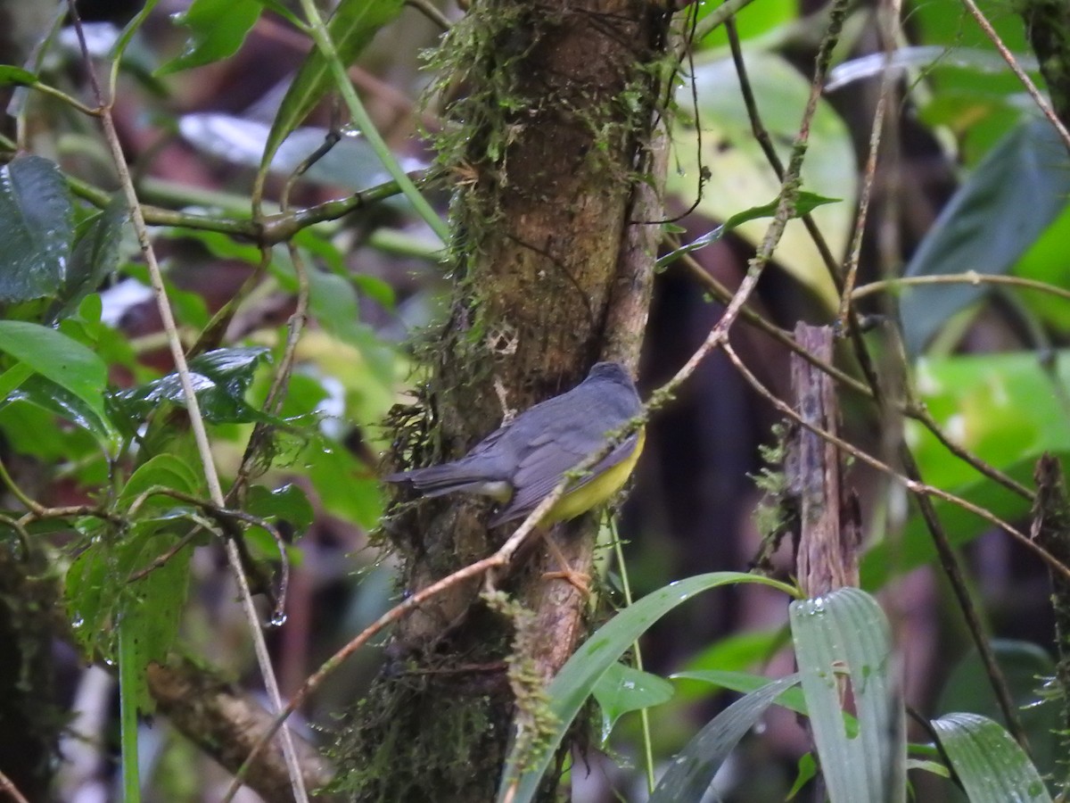 Болотянка строкатовола - ML644300061