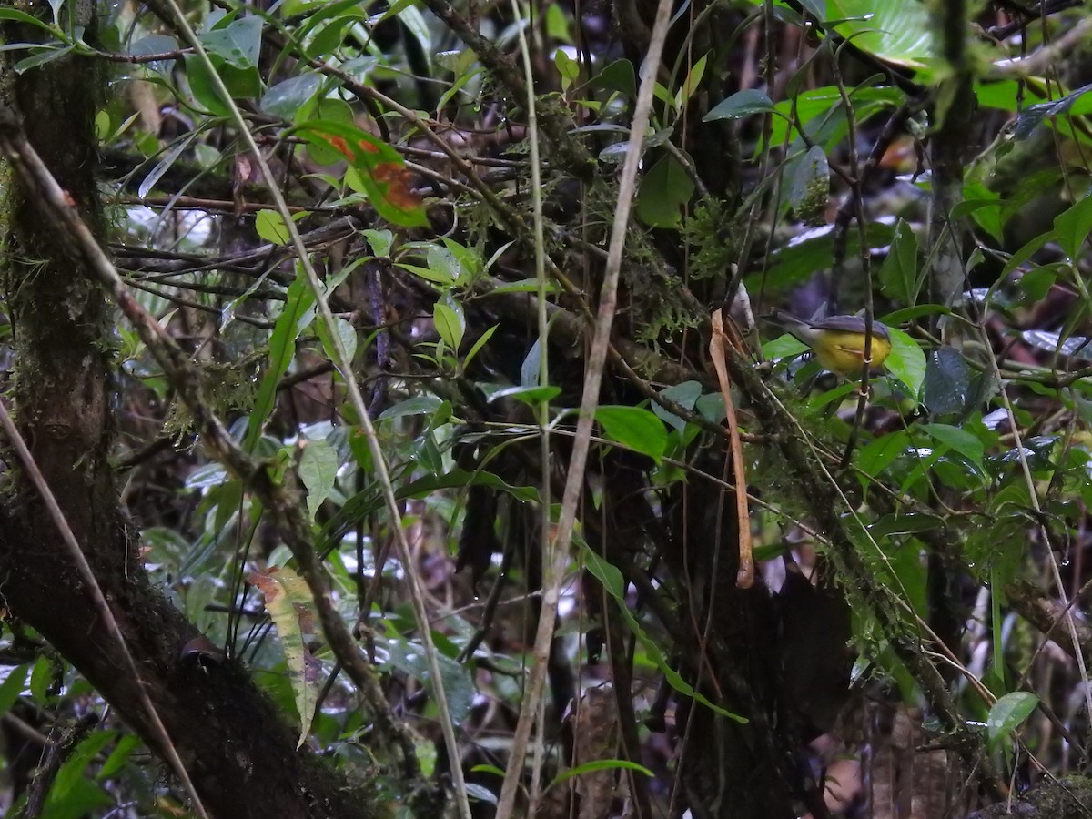 Болотянка строкатовола - ML644300064