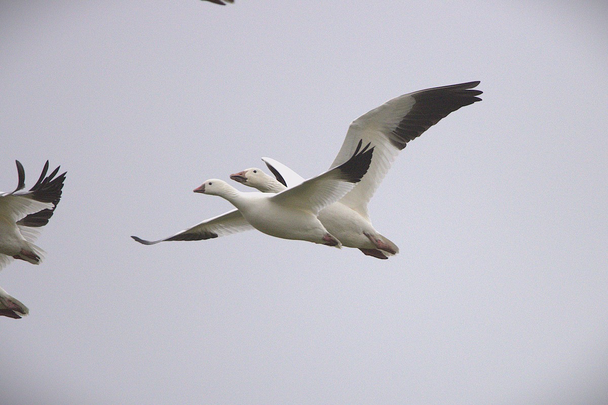 Ross's Goose - ML644300072