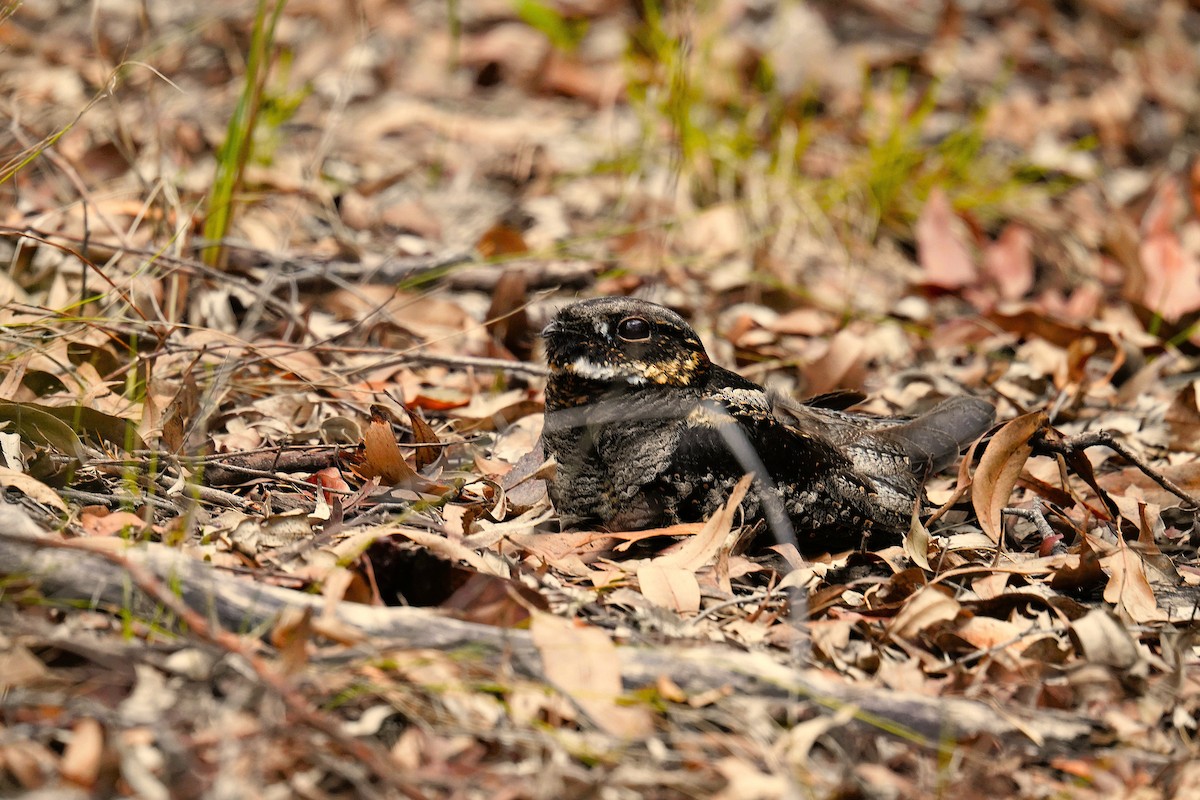White-throated Nightjar - ML644300075