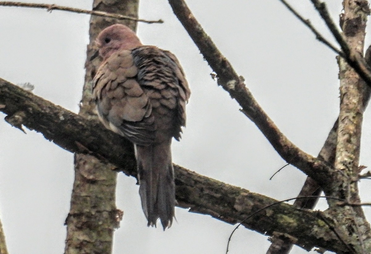 Laughing Dove - ML644300084