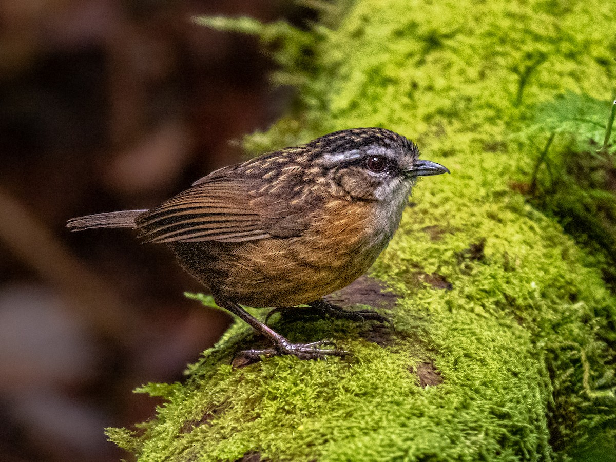 Mountain Wren-Babbler - ML644300086