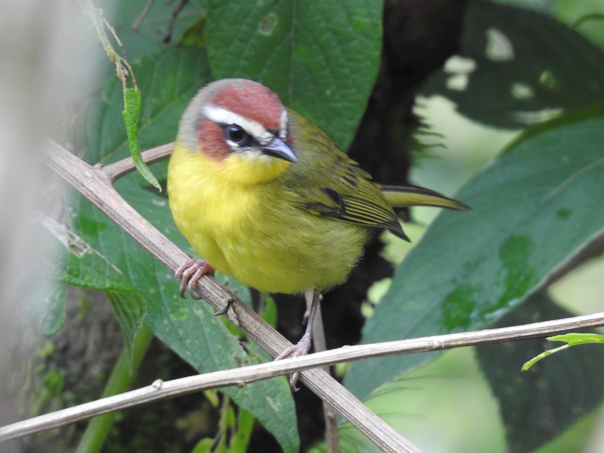Chestnut-capped Warbler - ML644300088