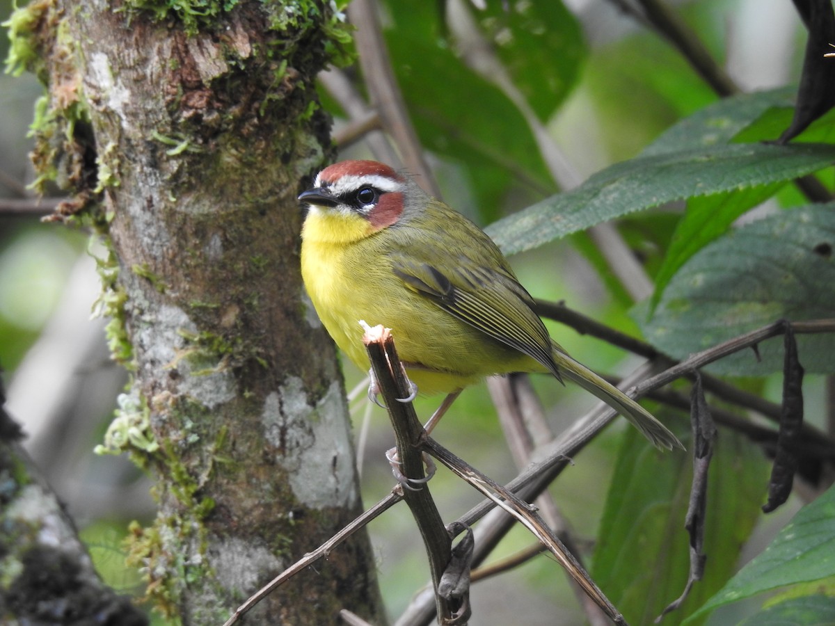 Chestnut-capped Warbler - ML644300089