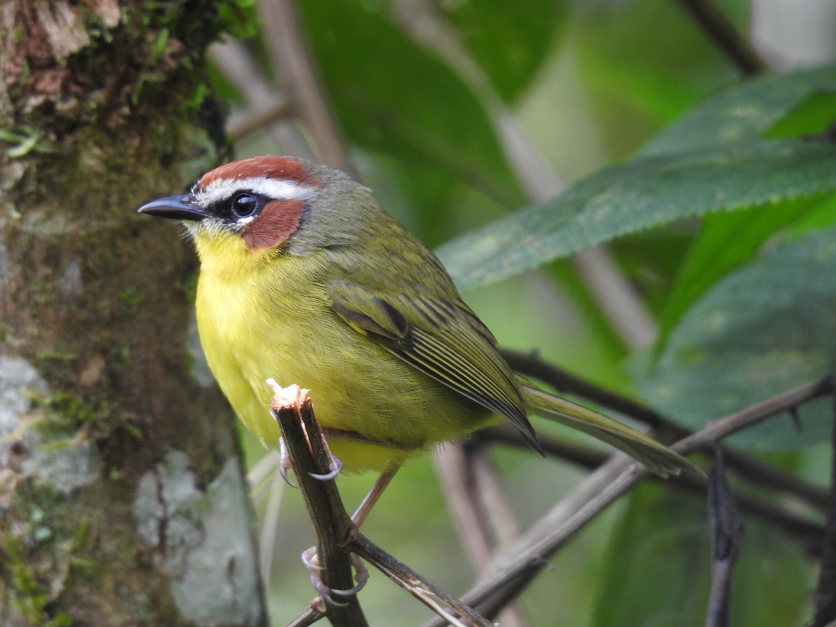 Chestnut-capped Warbler - ML644300090