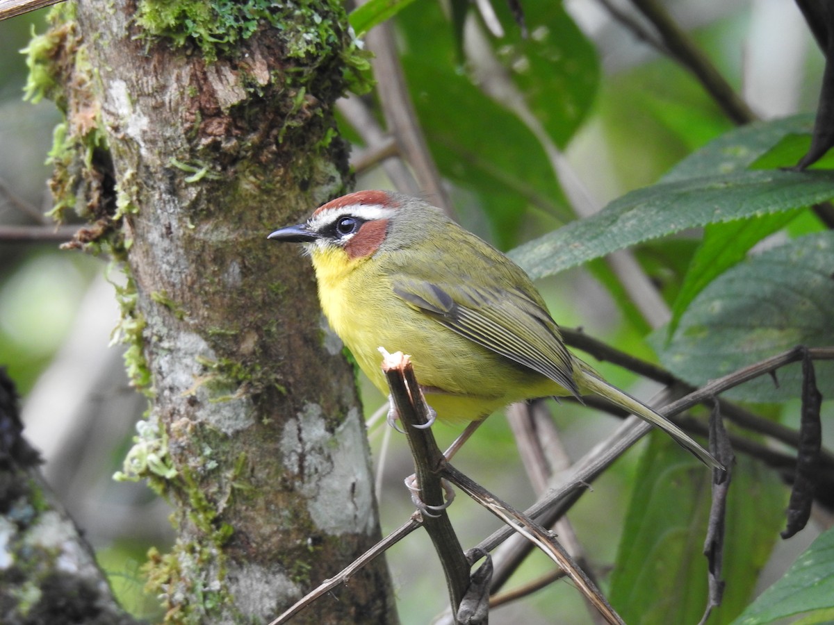Chestnut-capped Warbler - ML644300091