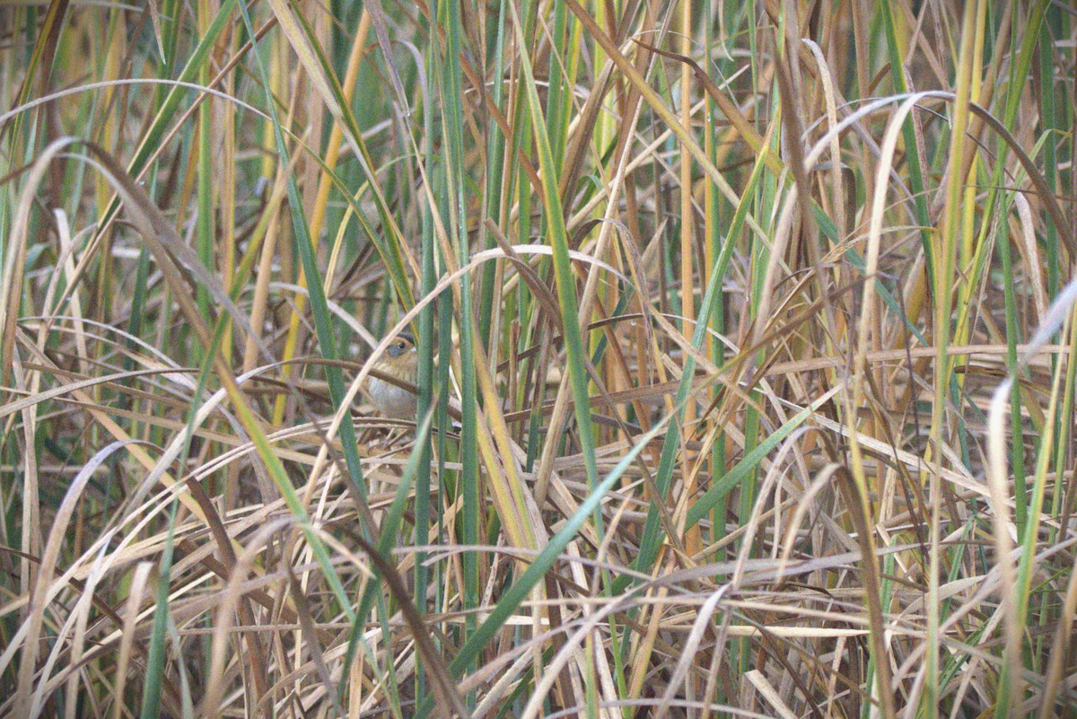 Nelson's Sparrow - ML644300105