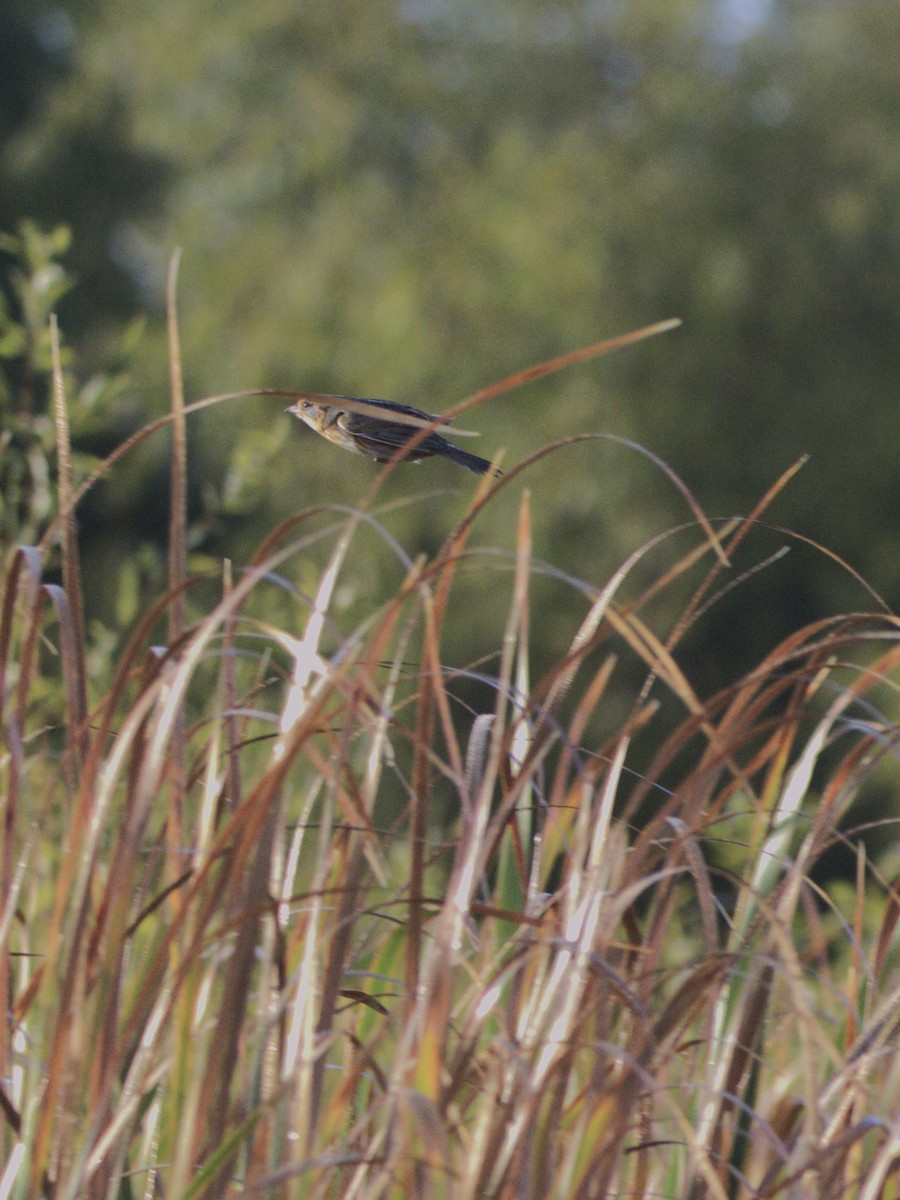Nelson's Sparrow - ML644300107