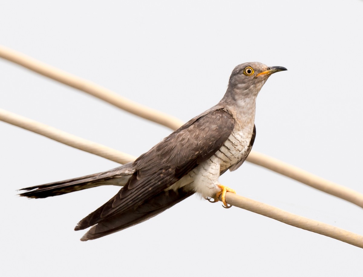 Common Cuckoo - ML64430011