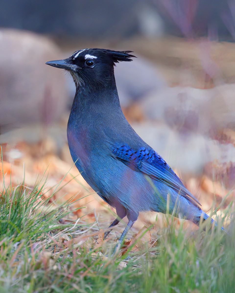 Стеллерова сойка - ML644300117