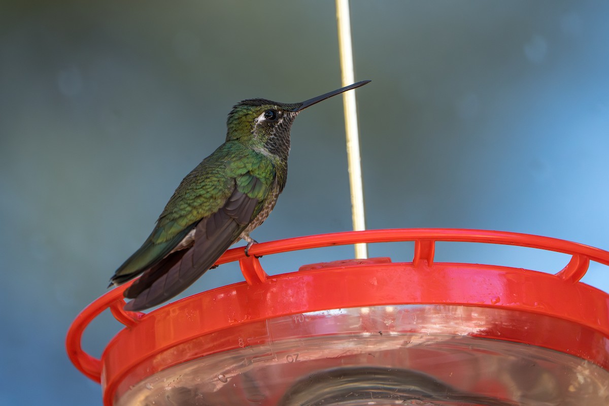 purpurissekolibri - ML644300119