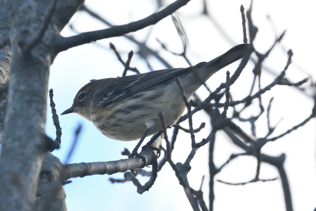 Yellow-rumped Warbler - ML644300121