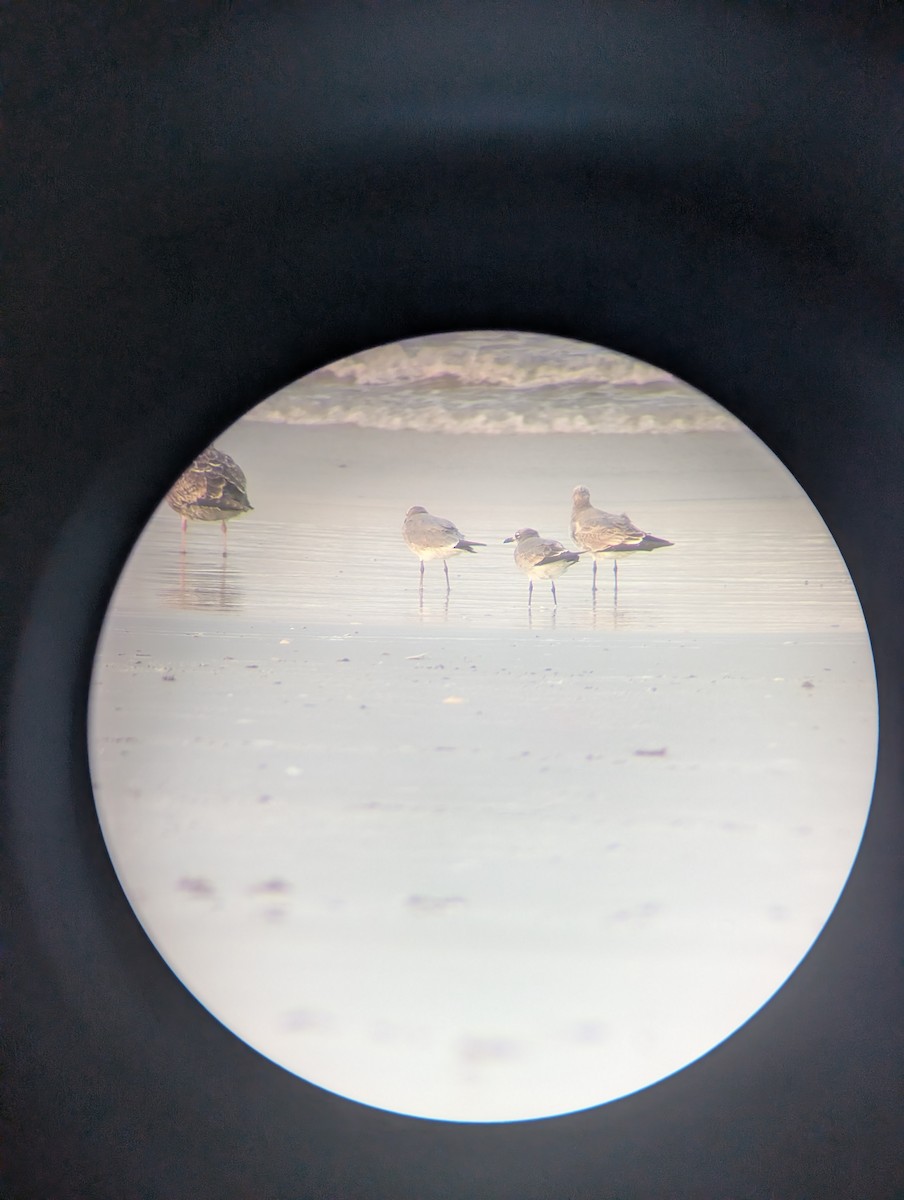 Laughing Gull - ML644300130