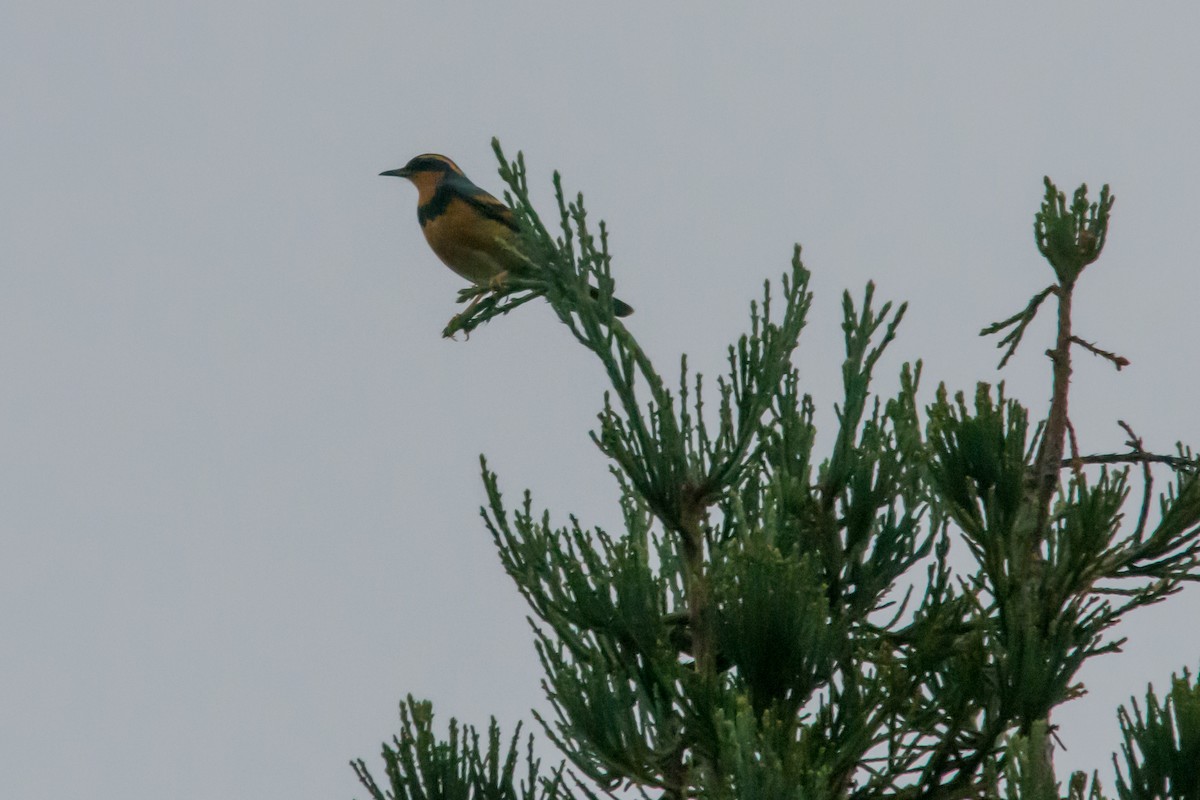 Varied Thrush - ML644300149