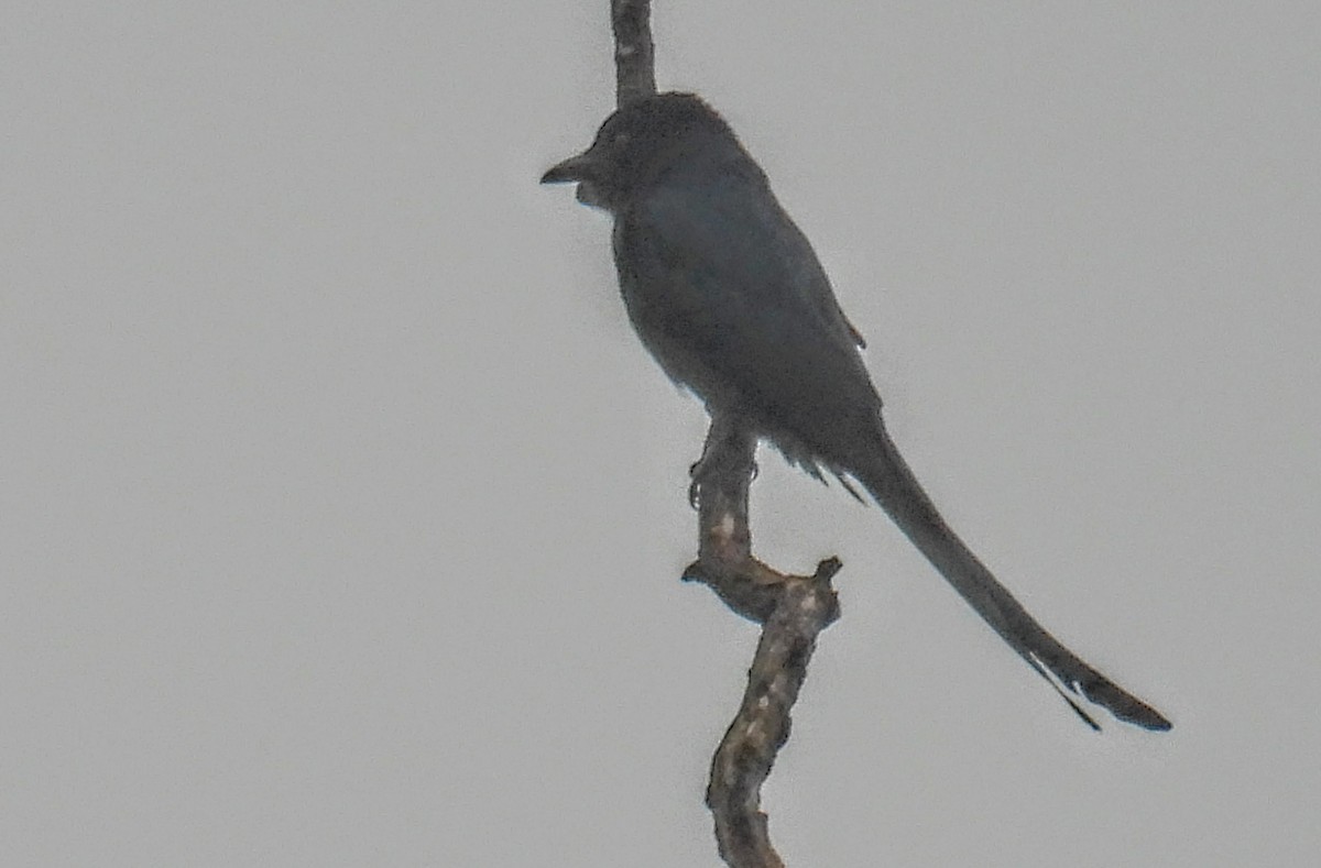 大卷尾 - ML644300151