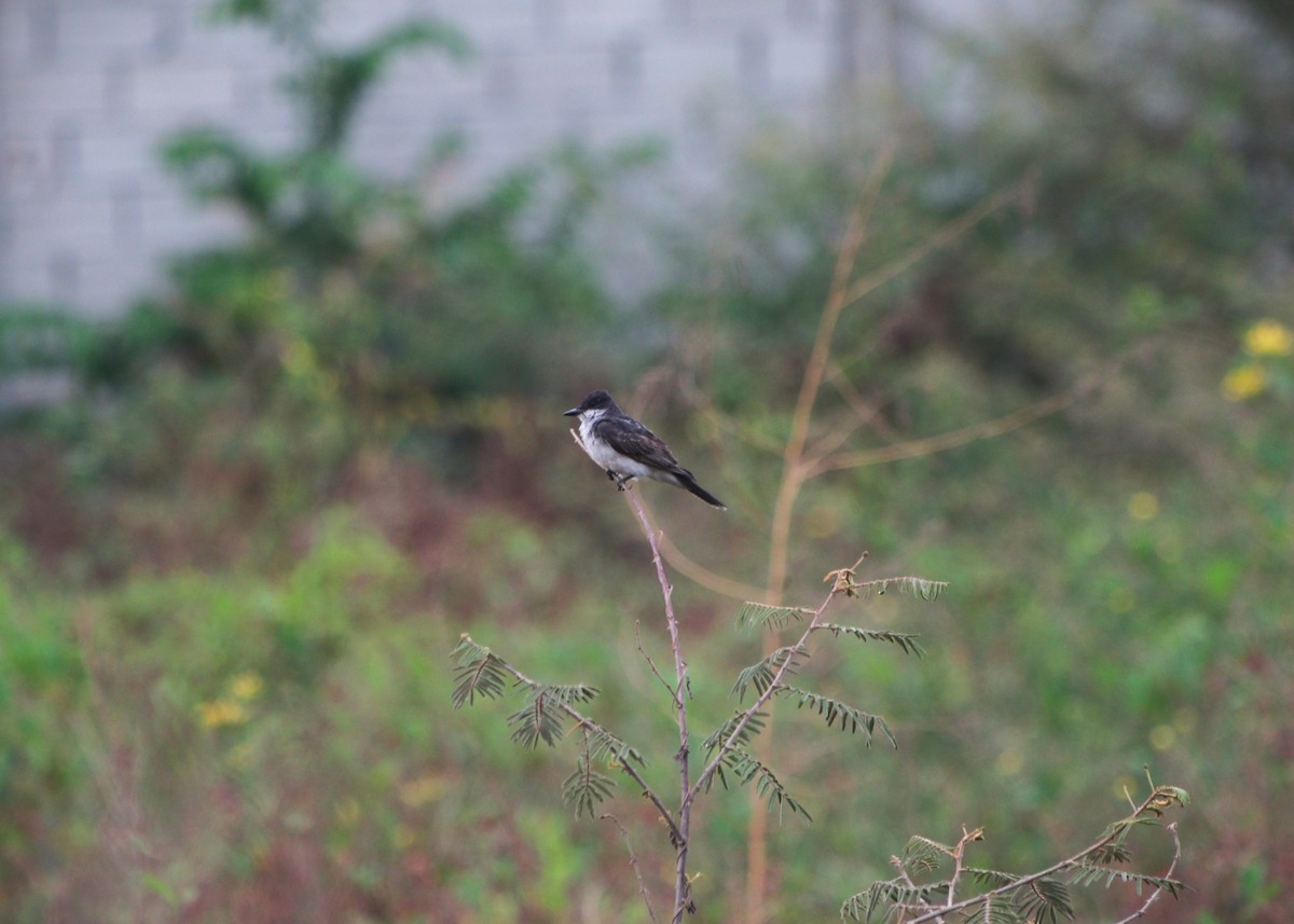 Schieferrücken-Königstyrann - ML644300156