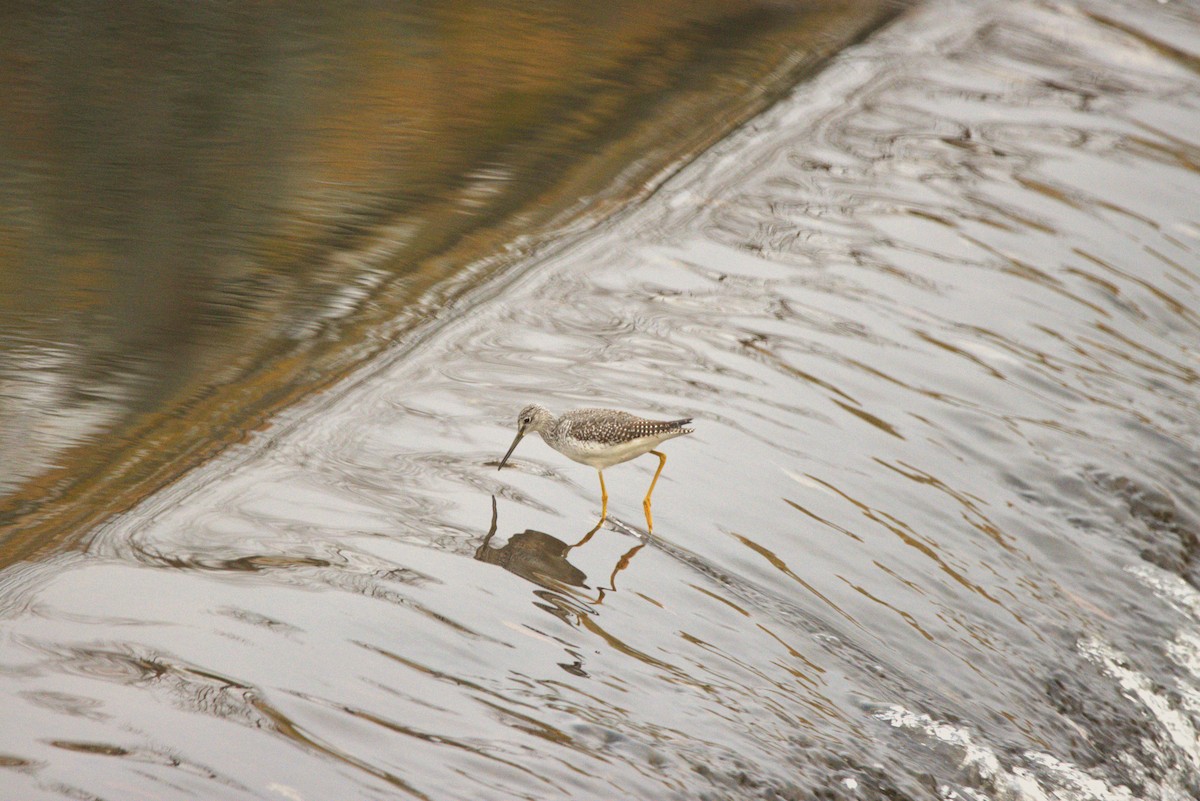 Greater Yellowlegs - ML644300157