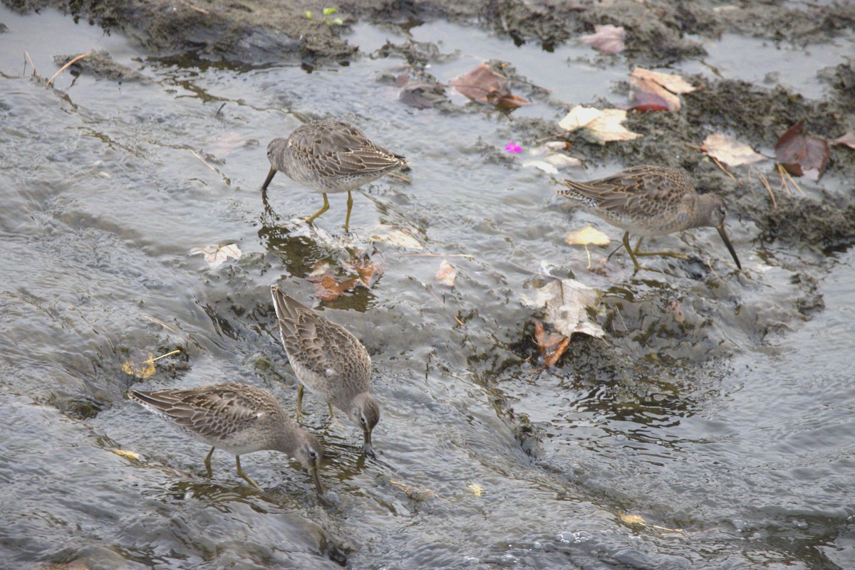 Long-billed Dowitcher - ML644300162