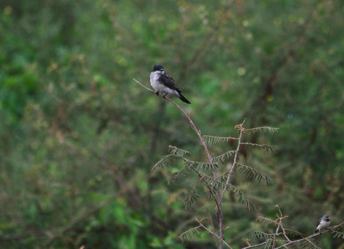 Schieferrücken-Königstyrann - ML644300163