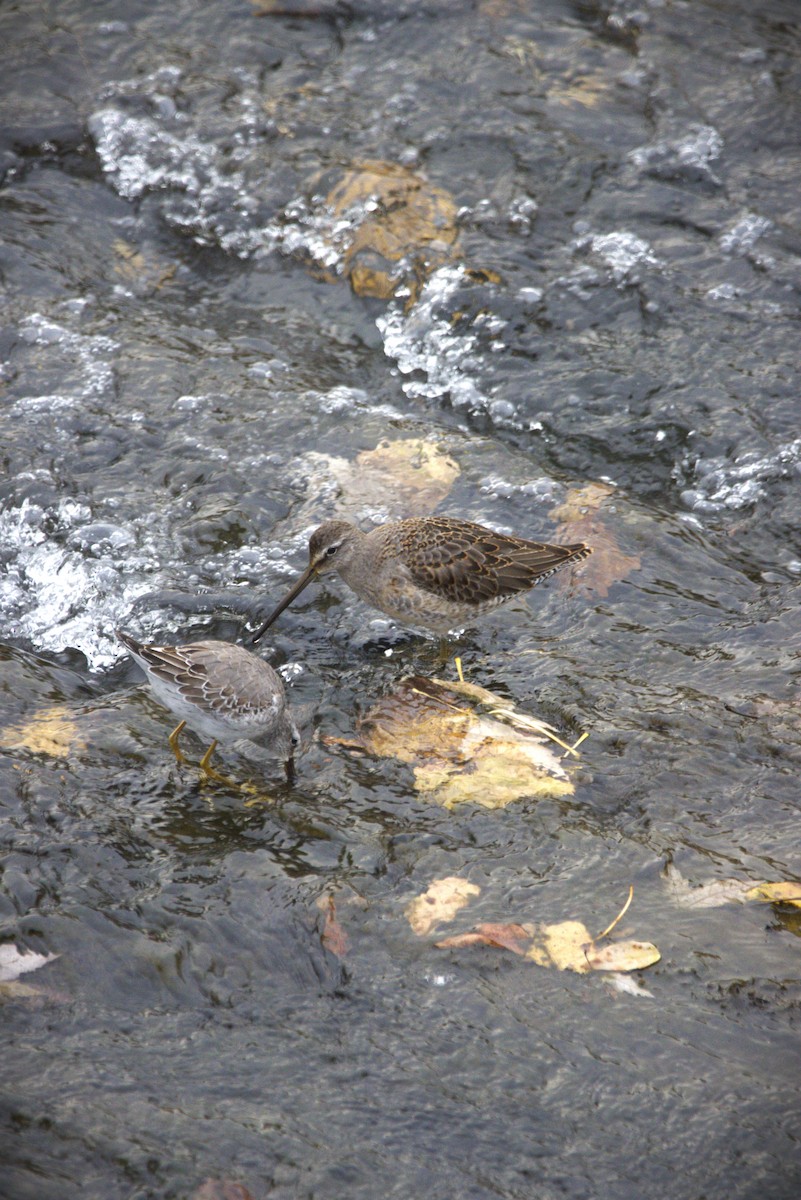 Long-billed Dowitcher - ML644300164