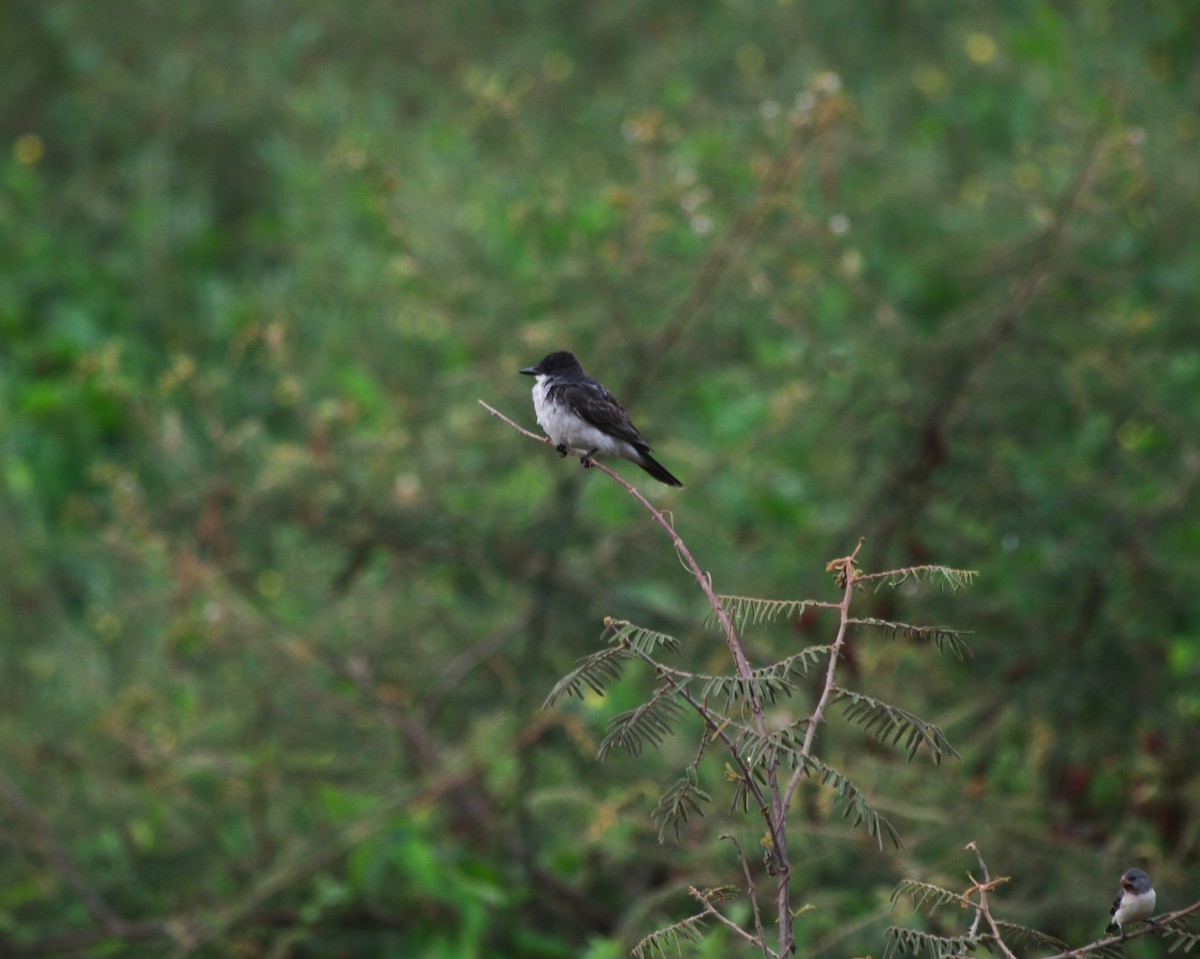 Schieferrücken-Königstyrann - ML644300175