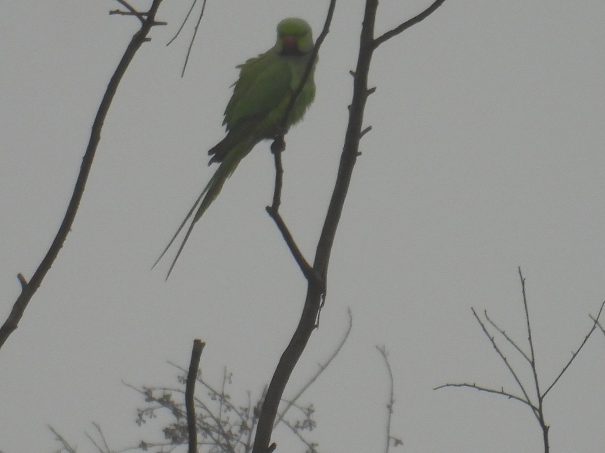 紅領綠鸚鵡 - ML644300176