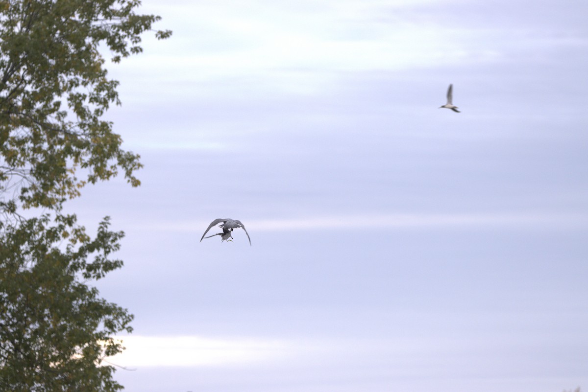 Peregrine Falcon - ML644300177