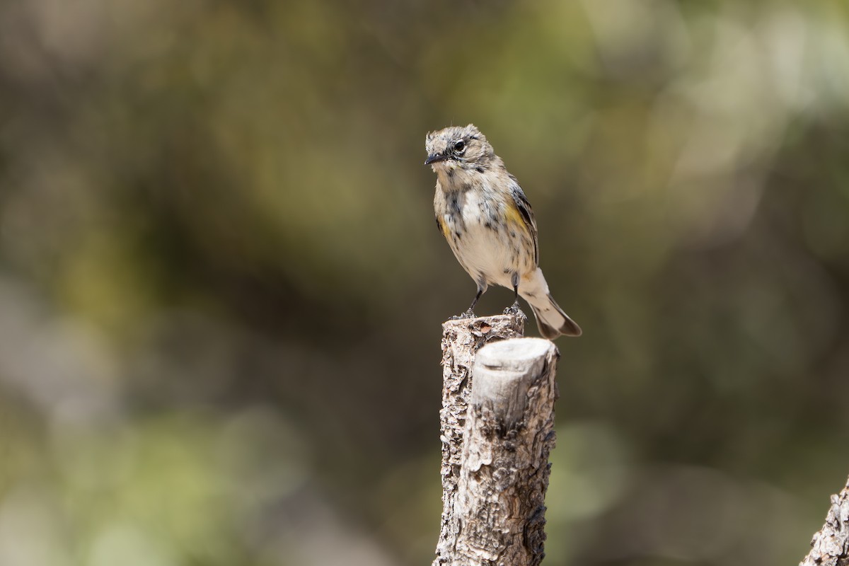 Yellow-rumped Warbler (Audubon's) - ML644300178