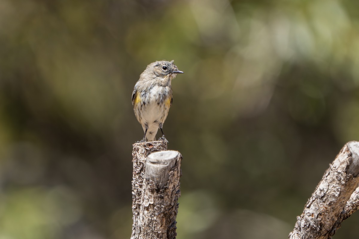 Yellow-rumped Warbler (Audubon's) - ML644300179