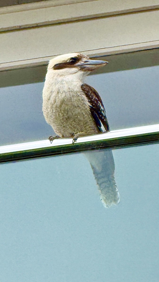 ledňák obrovský - ML644300181